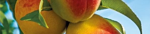 Moštárna Jablunkov